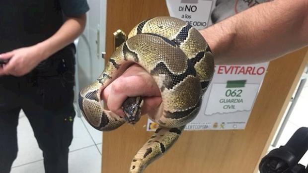 Condenado por poseer cinco ejemplares de serpientes protegidas para traficar con ellas