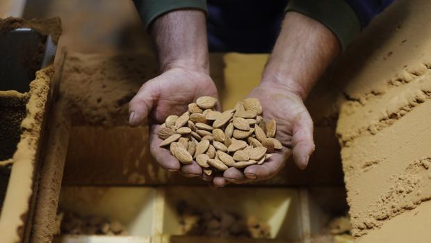 Las exportaciones norteamericanas hunden el precio de la almendra en los mercados