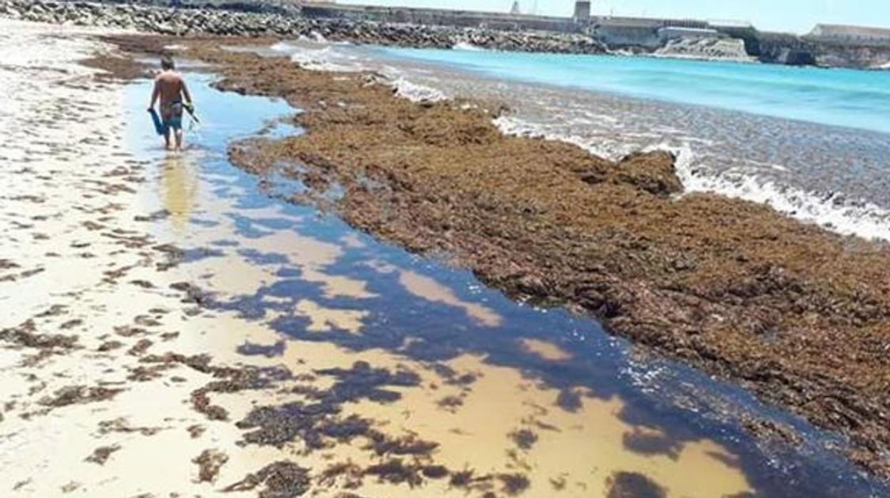 Efecto del alga invasora en una playa de Cádiz