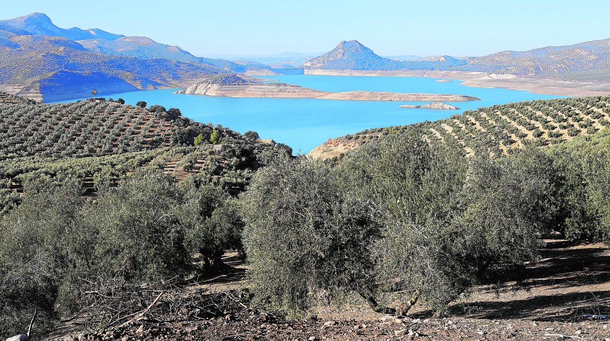 Olivar con el embalse de Iznájar al fondo