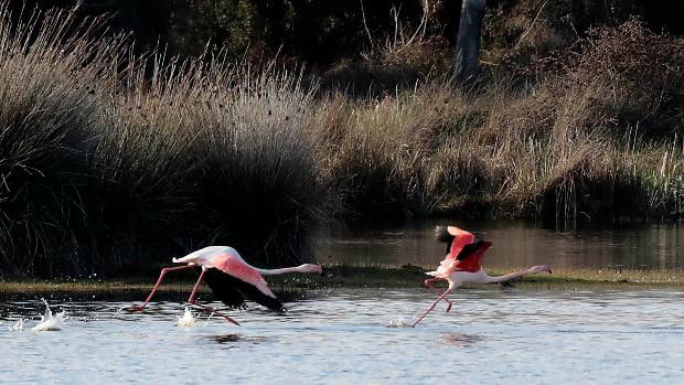 El Gobierno declara oficialmente sobreexplotados tres acuíferos del entorno de Doñana