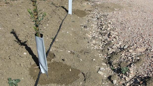 Un estudio certifica los beneficios del agua regenerada en el cultivo del olivar