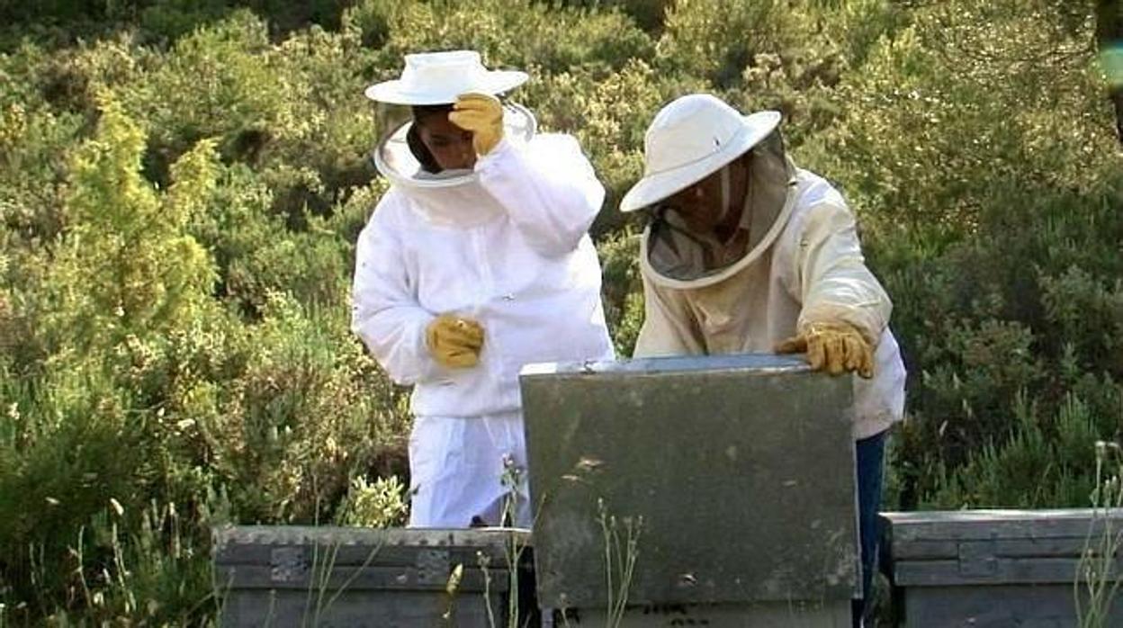 Dos apicultores, junto a unos panales en una imagen de archivo