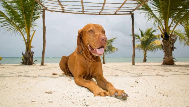 Playas para perros en Andalucía: Vacaciones con tu mascota