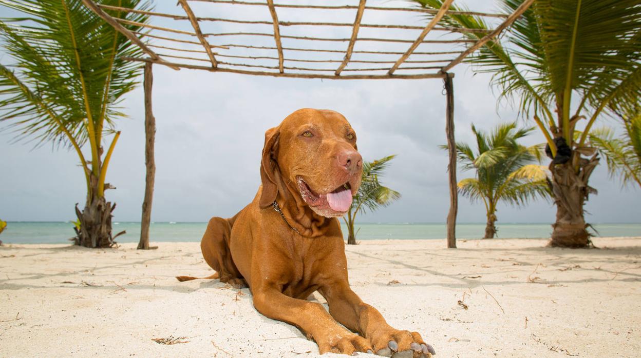 Imagen de un can relajado en la arena de la playa