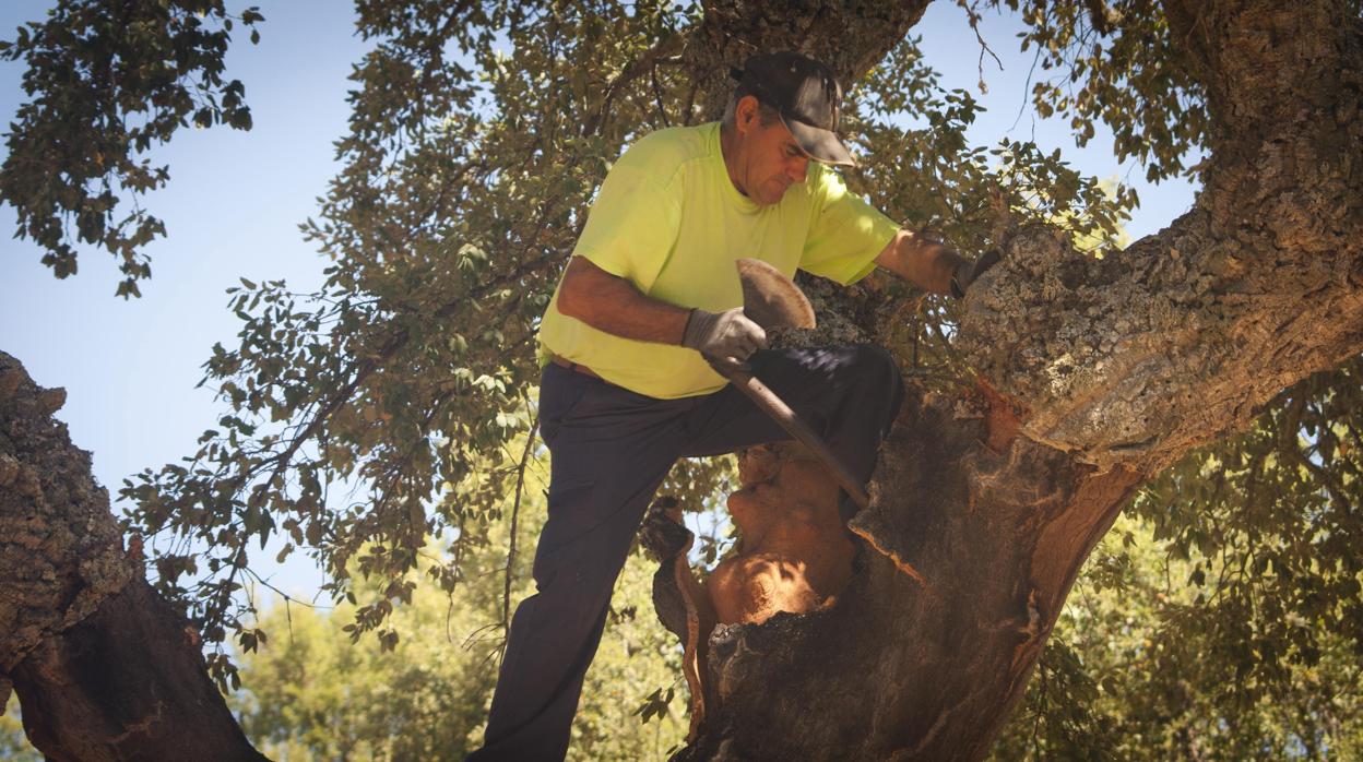 Un agricultor retira el corcho de un alcornoque