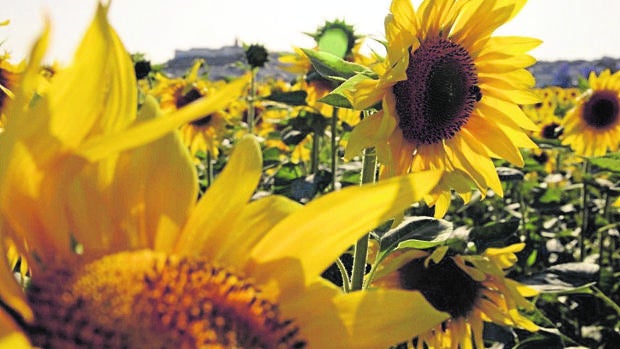 El girasol pierde superficie pese al alza de la cosecha