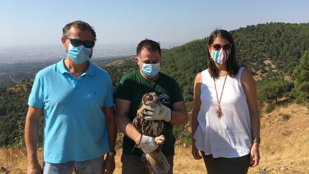 Dos búhos reales vuelven al medio natural en la Sierra de Córdoba tras su recuperación