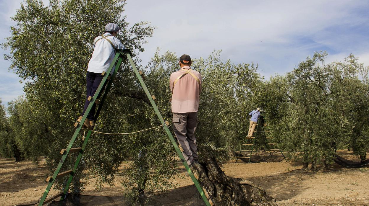 Jornaleros recogiendo aceitunas en una finca durante la campaña del olivar