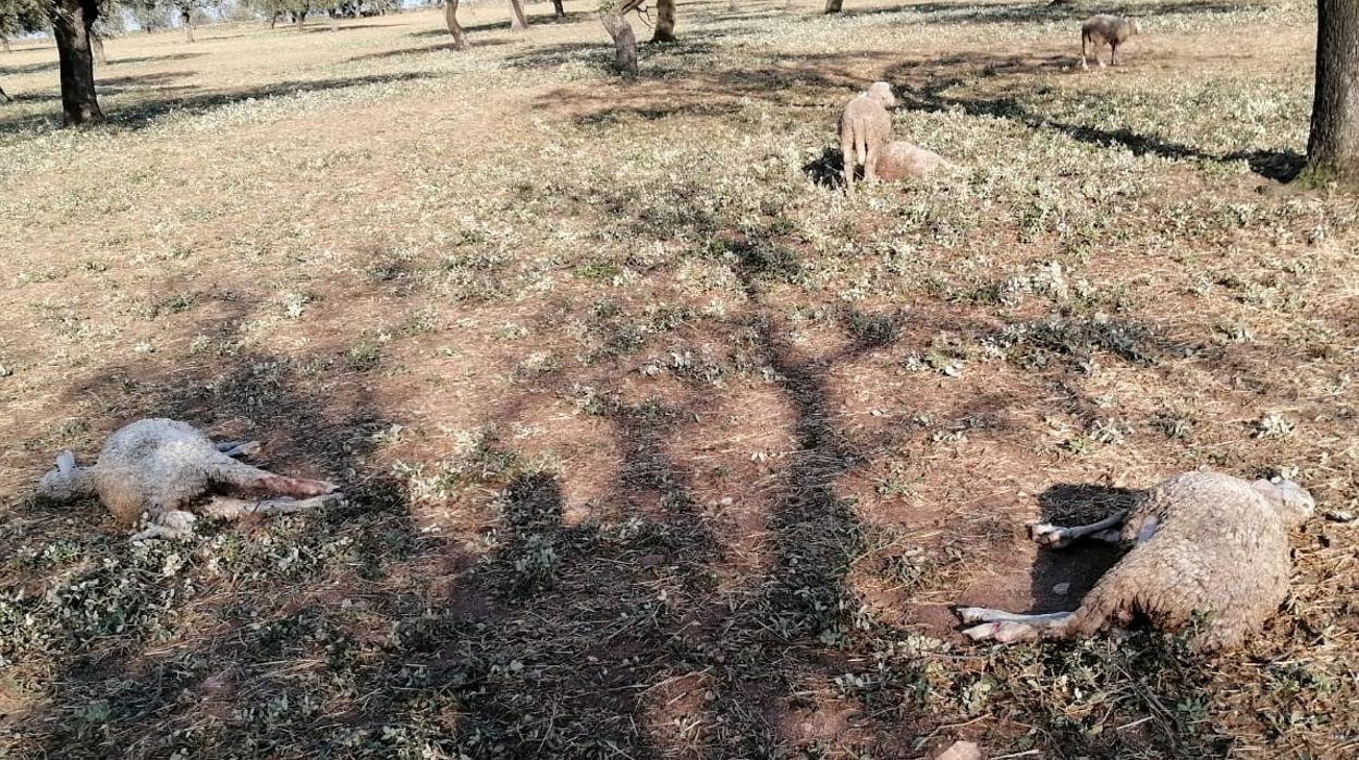 Dos ovejas muertas por el granizo en una imagen ofrecida por Asaja-Córdoba