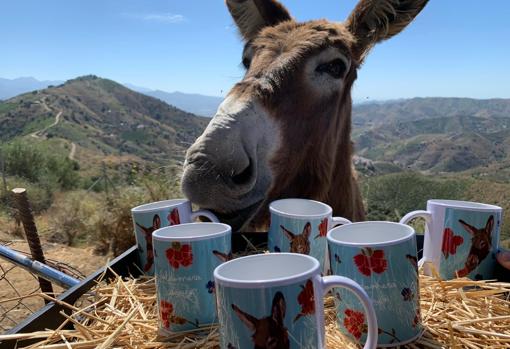 La burrita Baldomera posa junto a sus tazas