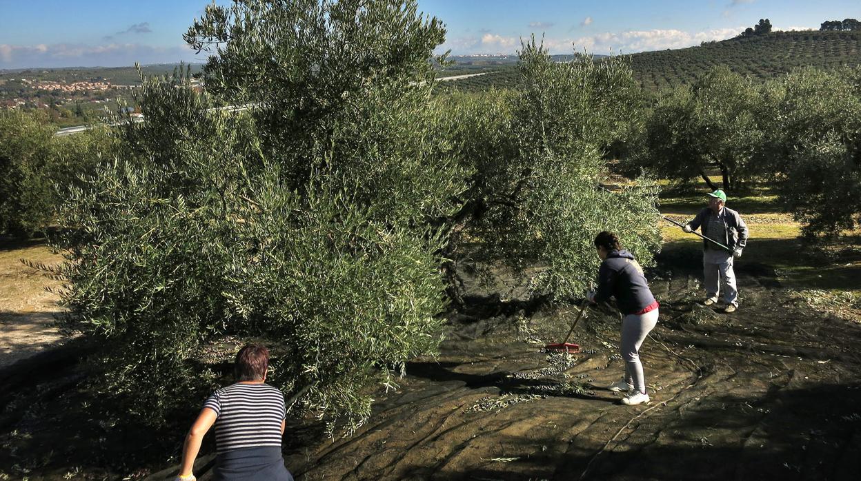 Trabajadores recogen la aceituna en una cosecha anterior a la pandemia