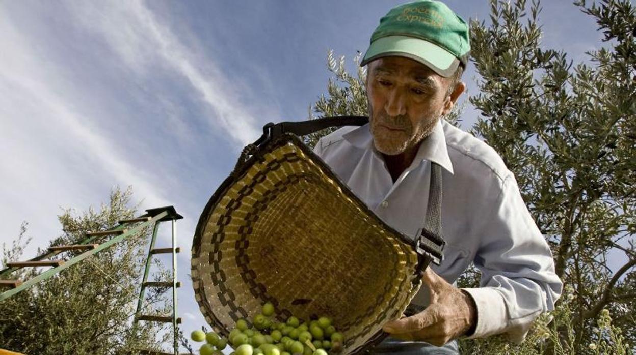 Recogida de aceituna de verdeo en una imagen de archivo