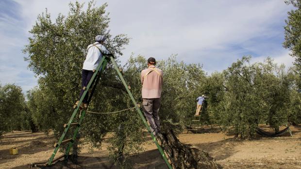 Asaja pide a la Junta que haga los test del Covid-19 a los temporeros agrícolas de Córdoba