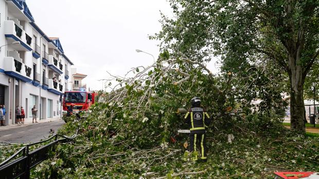 Un vendaval ocasiona en Pozoblanco daños materiales en vehículos por la caída de ramas y árboles