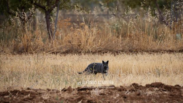 Felino de Granada: ¿pantera negra o lindo gatito?