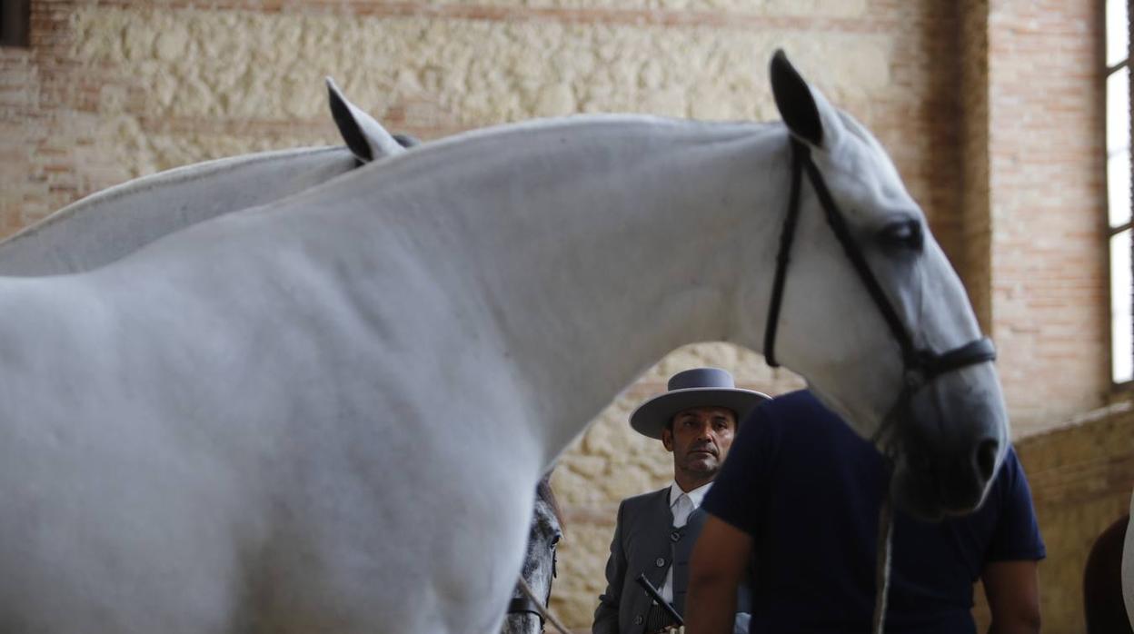 La entrega de Premios se ha celebrado en Caballerizas Reales