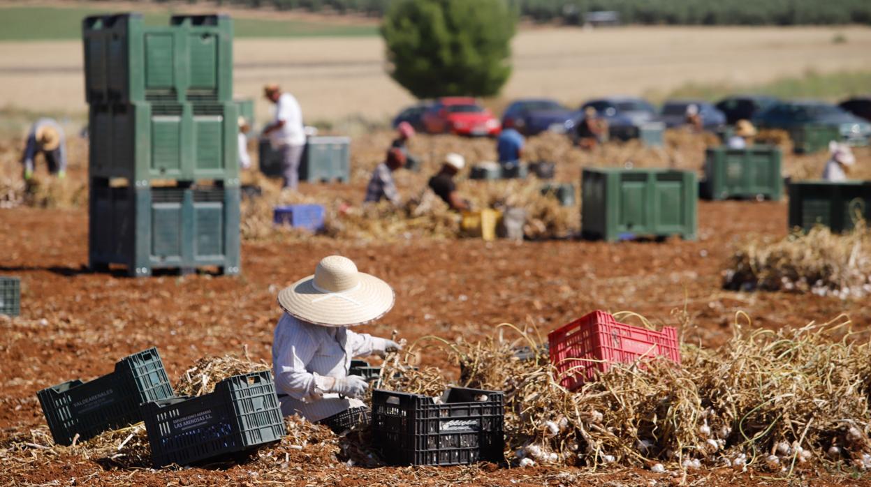 Recolección del ajo en la provincia de Córdoba