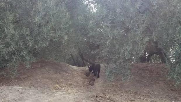 Una broma sobre la pantera negra alarma a un pueblo de Granada