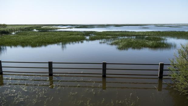 La Confederación Hidrográfica del Guadalquivir reubicará los sondeos en Matalascañas para salvaguardar Doñana