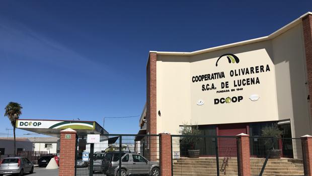 La cooperativa olivarera de Lucena saca su sección de aceites de Dcoop