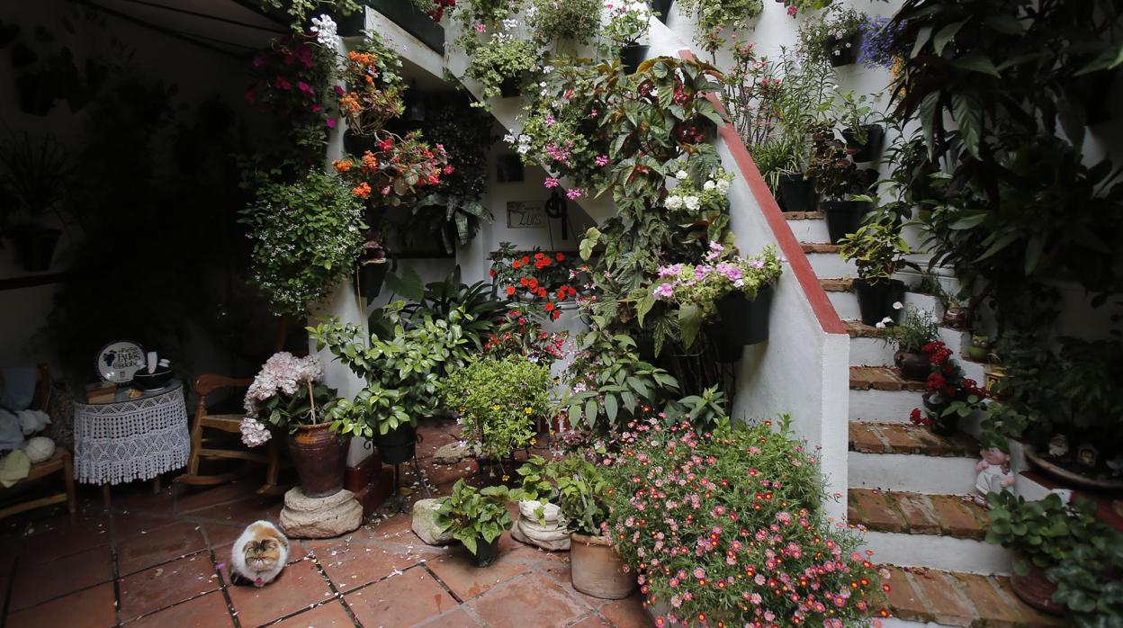 Un patio cordobés de la calle Duartas