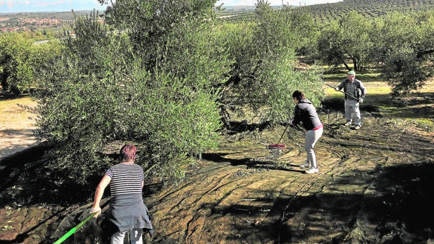 La campaña de la aceituna en Córdoba arranca marcada por la incertidumbre de los precios