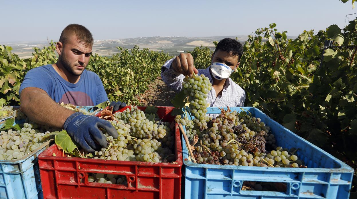 Recolección de la uva en un viñedo del marco Montilla-Moriles