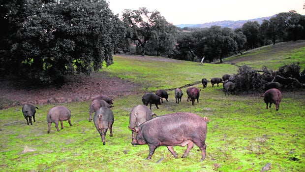 La lluvia augura una buena montanera para el ibérico en Córdoba