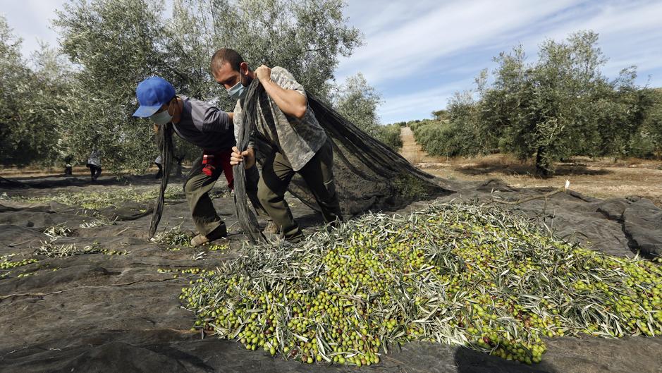 La campaña de recogida de la aceituna en Córdoba | Los aceituneros altivos gastan mascarilla