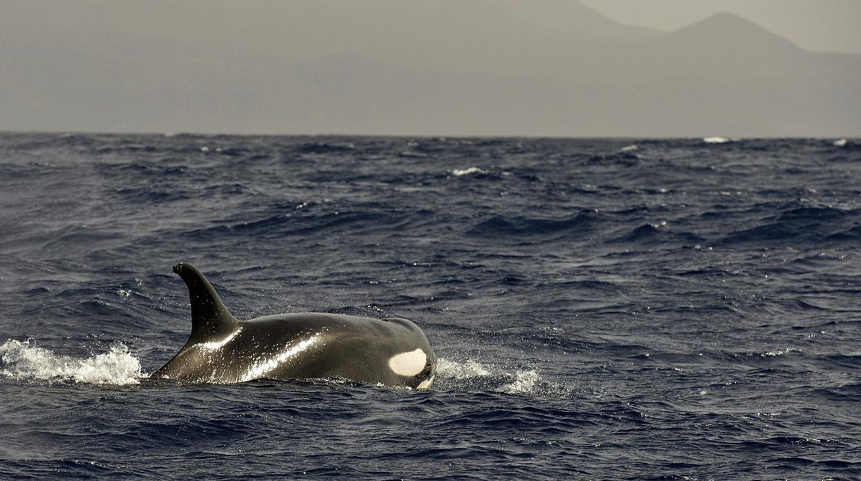 Los biólogos detectan que las orcas está abandonando el paso del Estrecho de Gibraltar y desviándose a Galicia