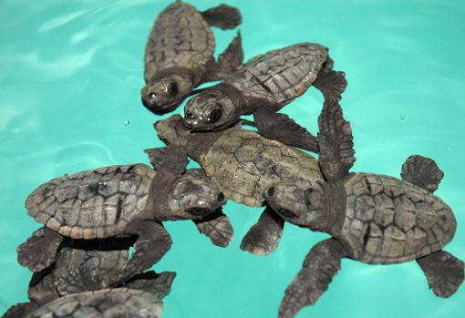 Tortugas boba recién nacidas