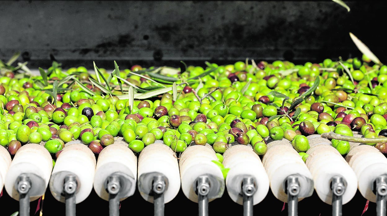 Procesado de aceituna en una finca de la provincia de Córdoba