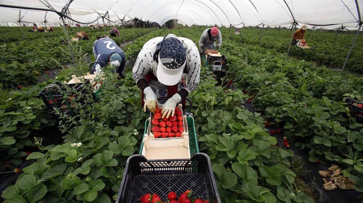 Temporeras trabajando en la recolección de la fresa en Huelva