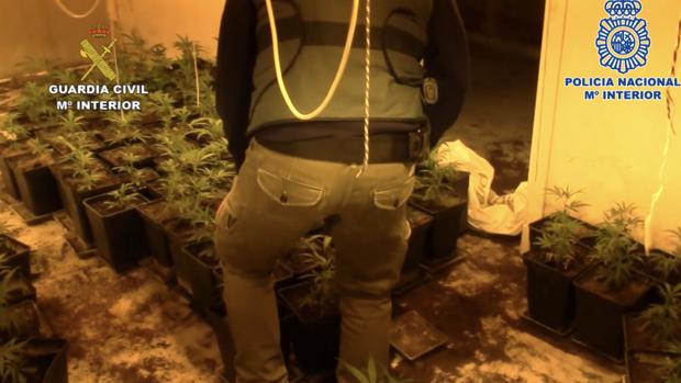 La Policía destapa una veintena de casas ocupadas convertidas en plantaciones de marihuana en Málaga