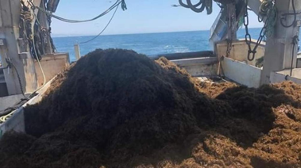 Kilos de alga asiática recogidas por un pesquero de Tarifa