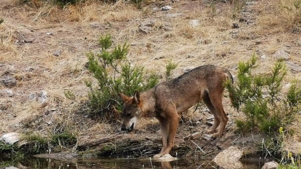 La Unión Europea retira los fondos del Plan del Lobo en Sierra Morena