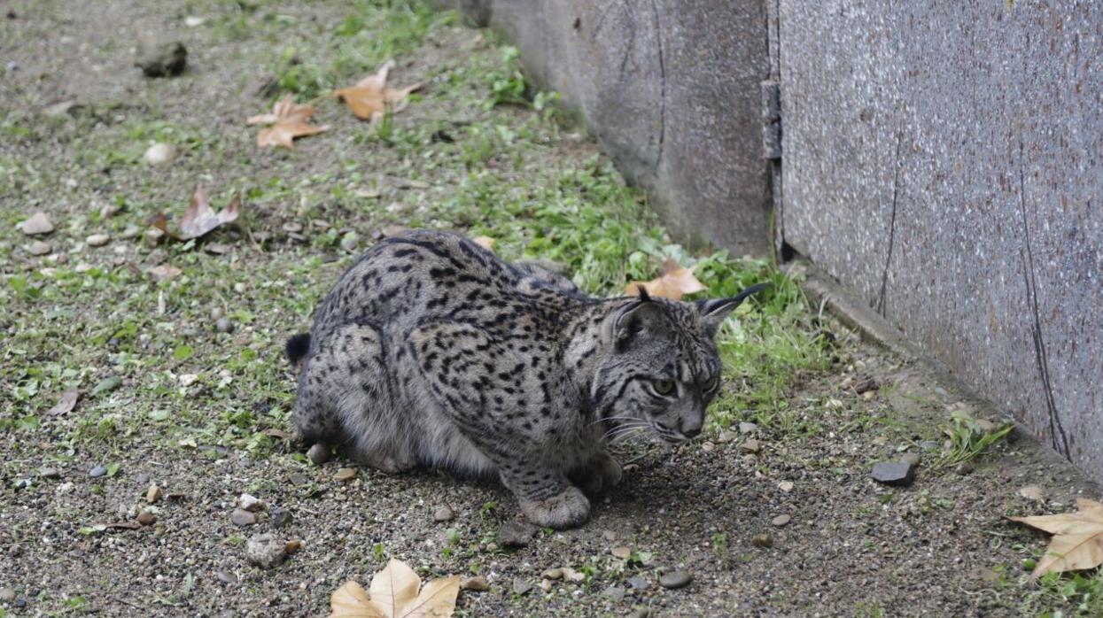 Uno de los linces del Zoo de Córdoba