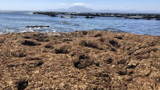 La invasión del alga asiática en el Estrecho de Gibraltar tiende a la estabilización
