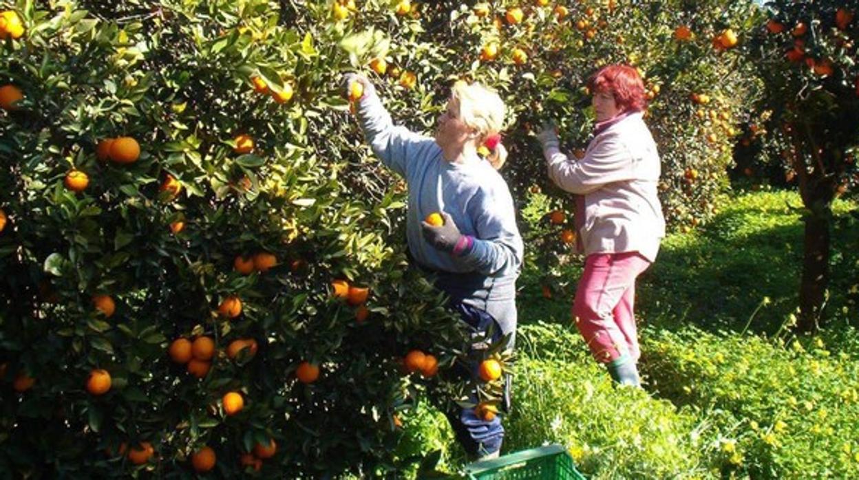 Trabajadoreas recogiendo naranjas, uno de los productos que Huelva exporta a Reino Unido y Europa