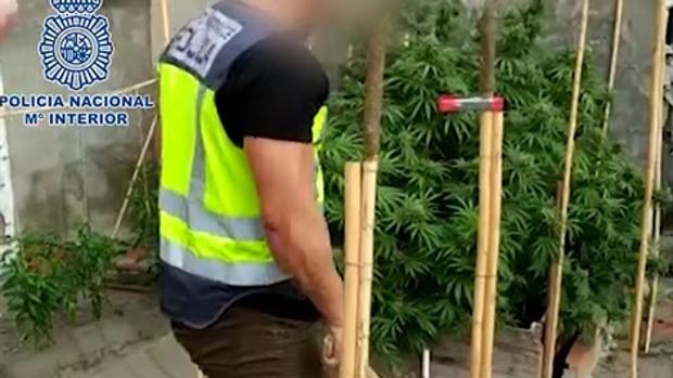 Narcos del Estrecho de Gibraltar se pasan al cultivo de marihuana