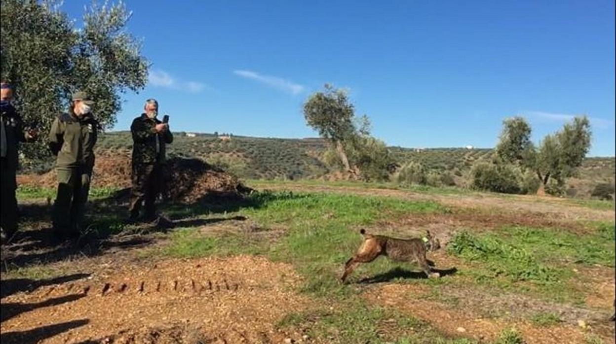 El lince Kot tras ser puesto en libertad