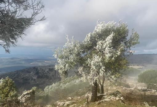 Árboles nevados en el Picacho de Cabra