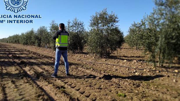 Nueve detenidos en una finca de Montoro por inmigración ilegal para explotación laboral