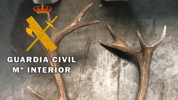 Desarticulada en Jaén una banda que robaba trofeos de caza para venderlos en el extranjero