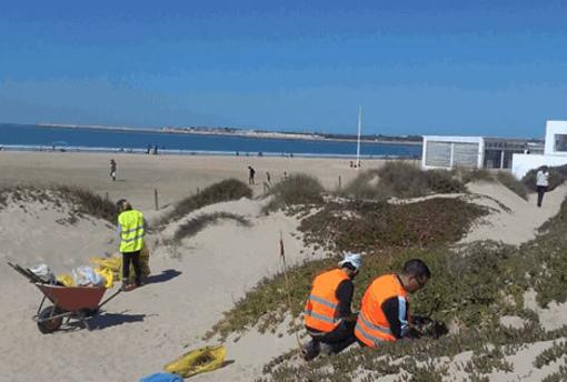 Acción de Ecoherencia para preservar las dunas de la playa