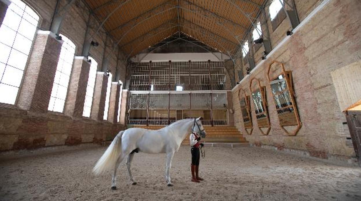 Los firmantes piden que Caballerizas se dedique en exclusiva al mundo del caballo