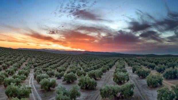 Nuevo paso para que la Unesco declare el paisaje cultural del olivar Patrimonio Mundial