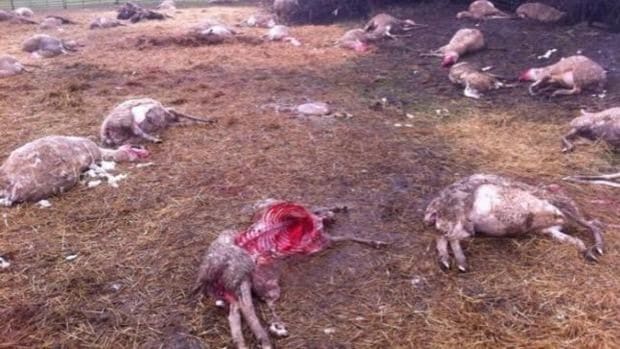 Los ganaderos andaluces se oponen a la protección del lobo aprobada por Medio Ambiente