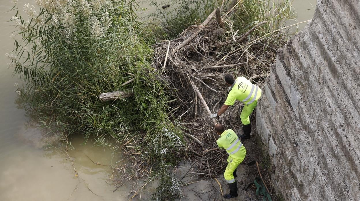 Operarios retiran ramas del Guadalquivir